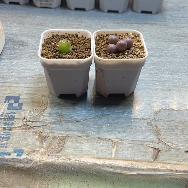 w***t佳人园艺多肉生石花274