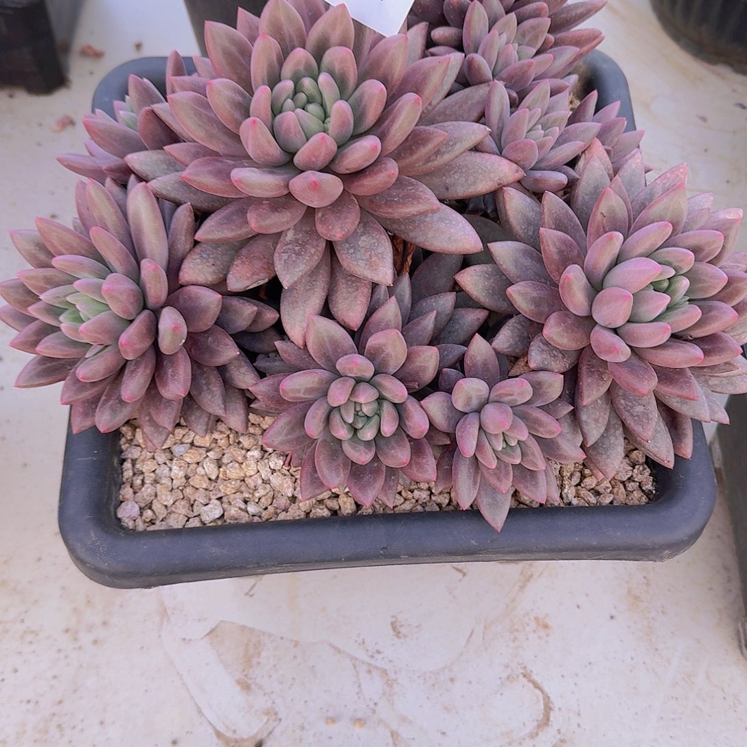 执****14-7水晶球个体多肉植物