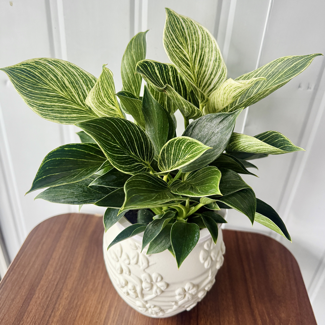 【铂金钻】140杯 室内 绿植盆栽 净化空气 吸甲醛 四季好养