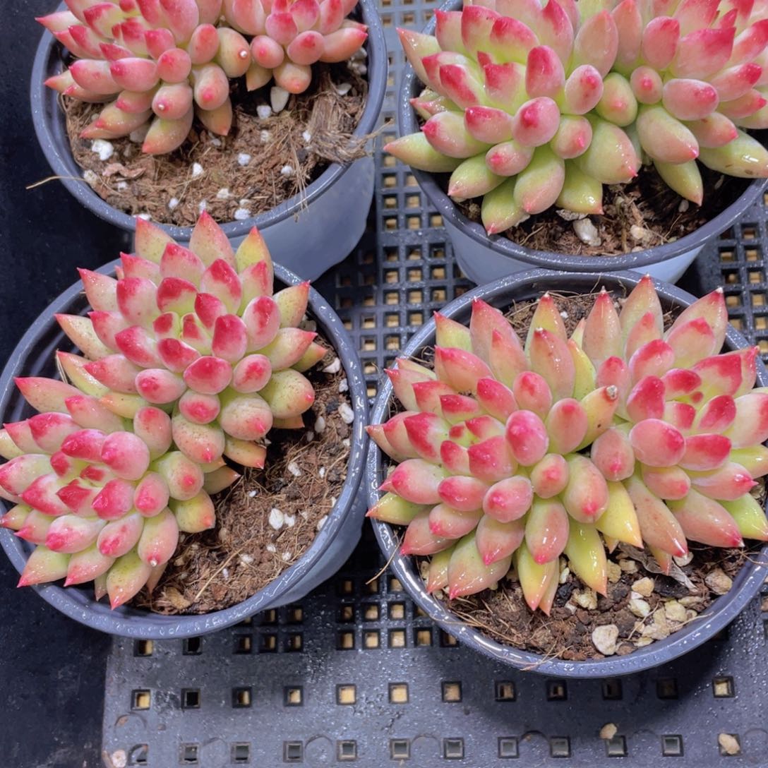 335号岩字大双头一个