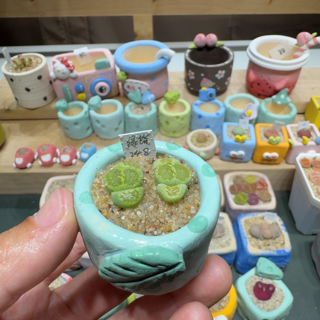 红陶蘑菇324绿饼