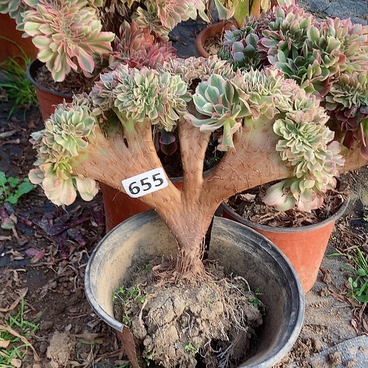 655粉女郎缀化老板子