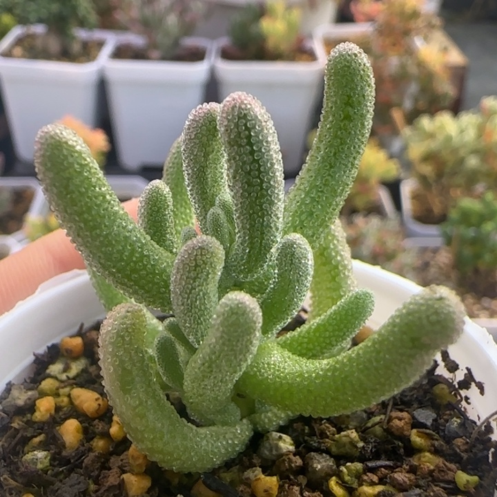 327-白闪光植物枝干