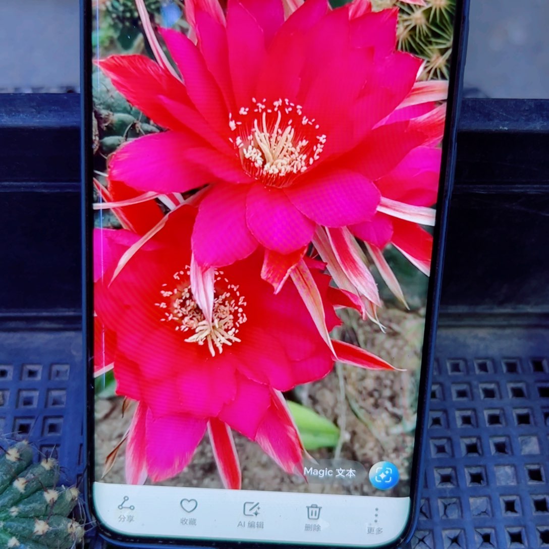 下58丽花执着歪无根侧芽3公分左右20包邮
