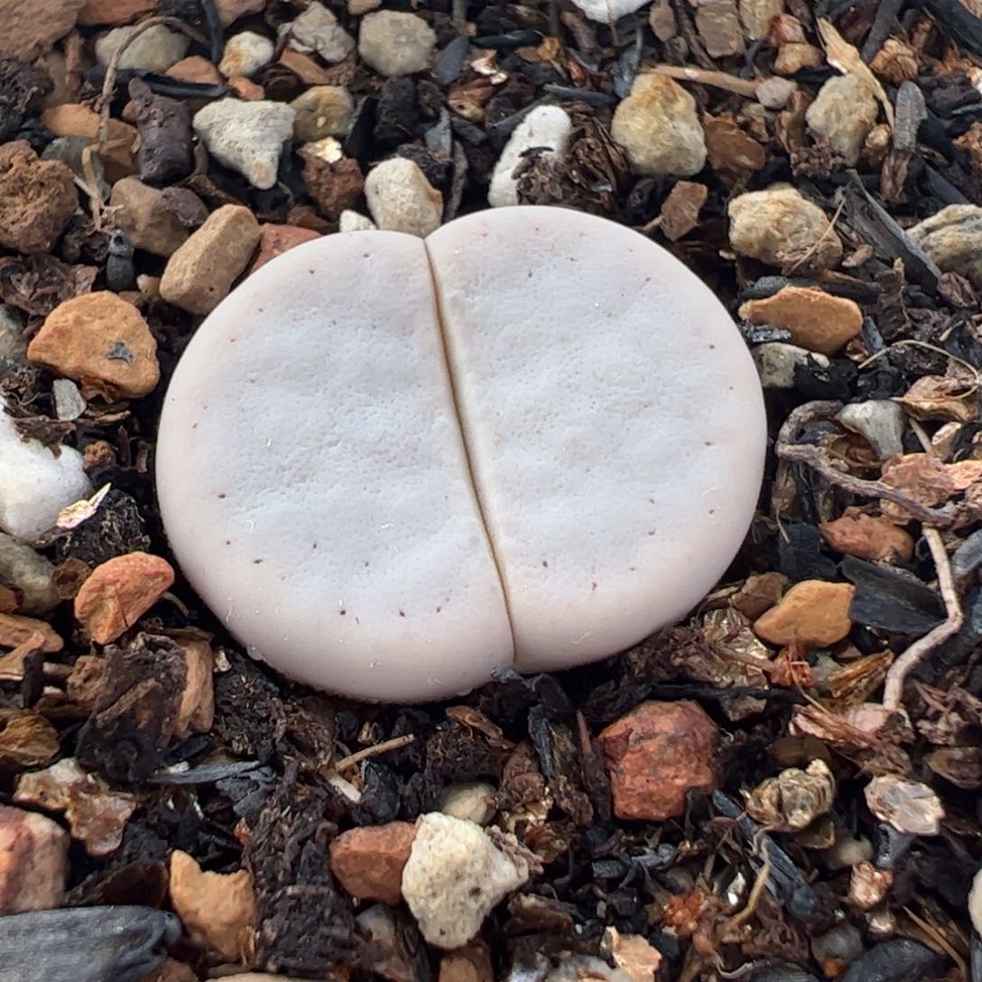 963多肉植物百科