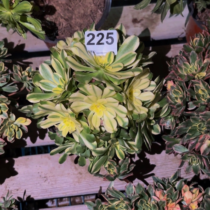 225艳日伞多肉植物不售后