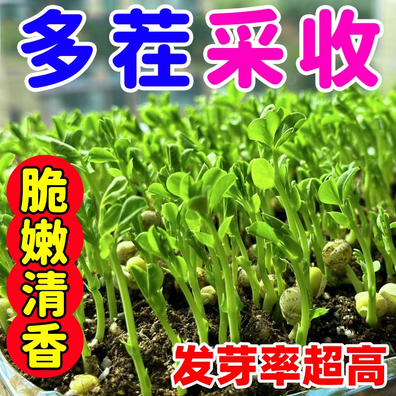 【割完又长】A正品无须豌豆苗种子特大豌豆尖可水培芽豌豆尖芽种子
