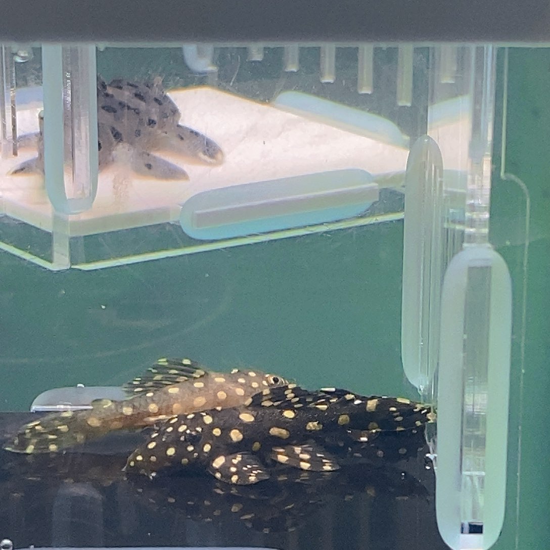 清道夫鱼组合异型37号