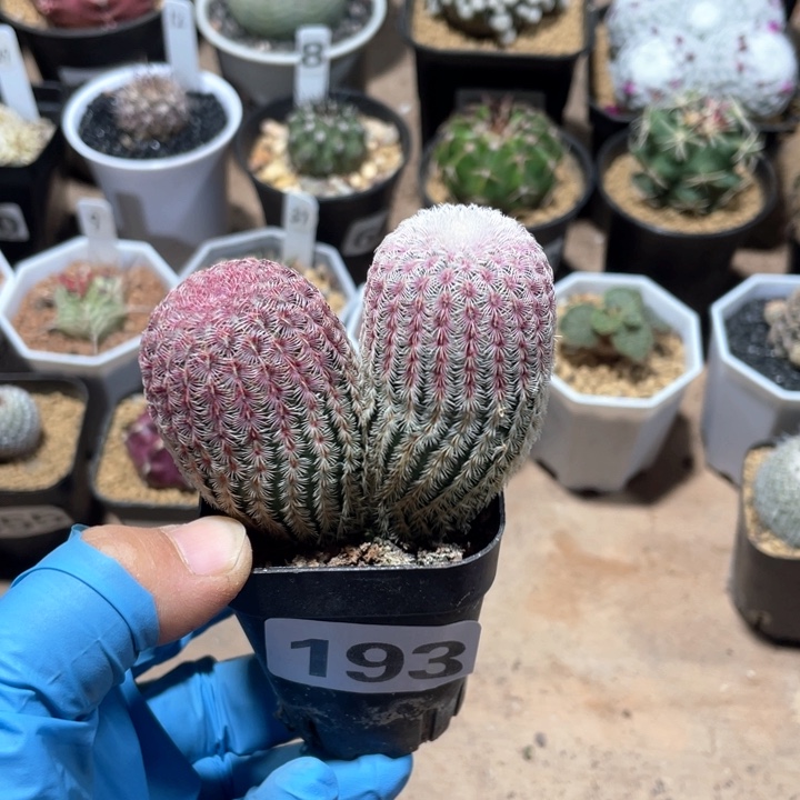 193实生双头红太阳