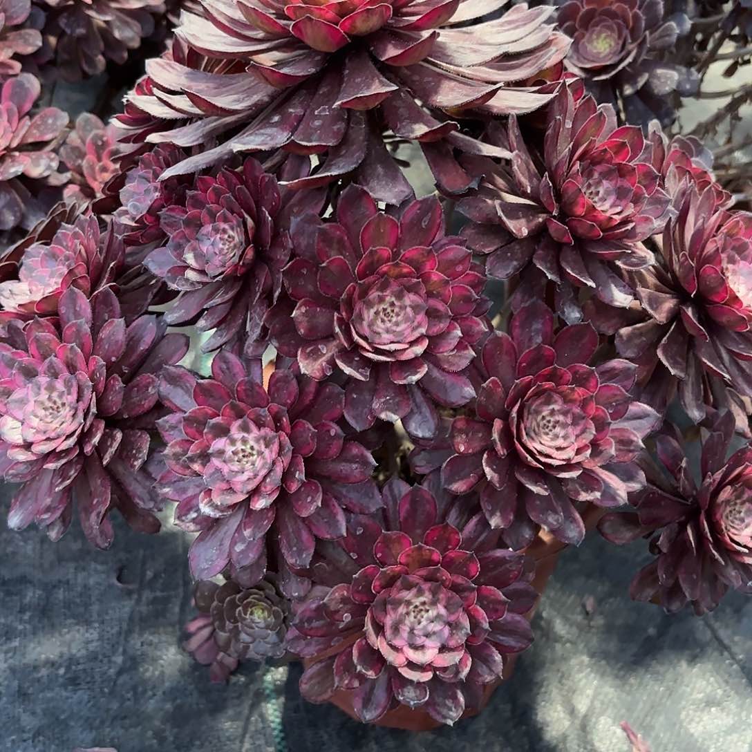 新疆不包邮紫霞仙子360多肉