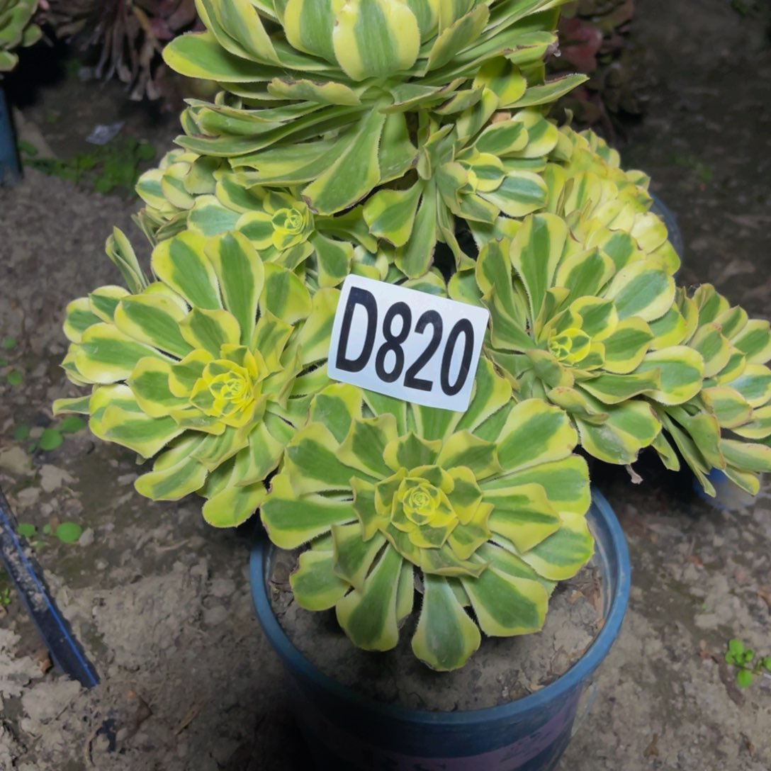 保时捷26/////////35包邮