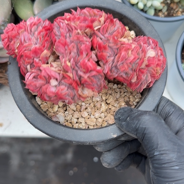 青蛙王子儿童牙膏套装11