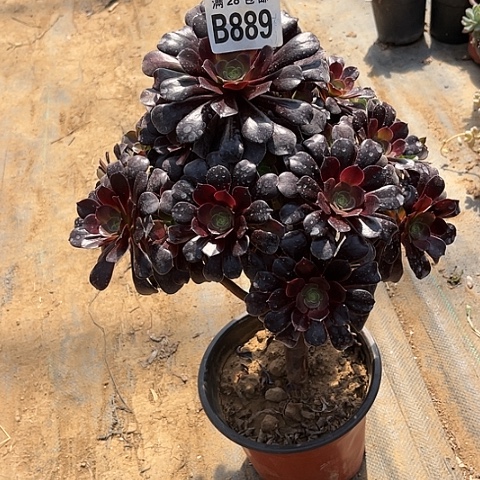 889欧紫有疤不包断枝