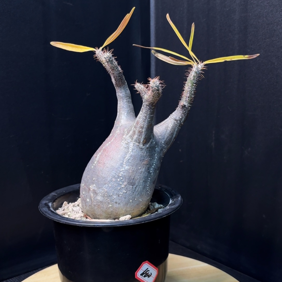 木 象牙宫7.5cm左右熟桩