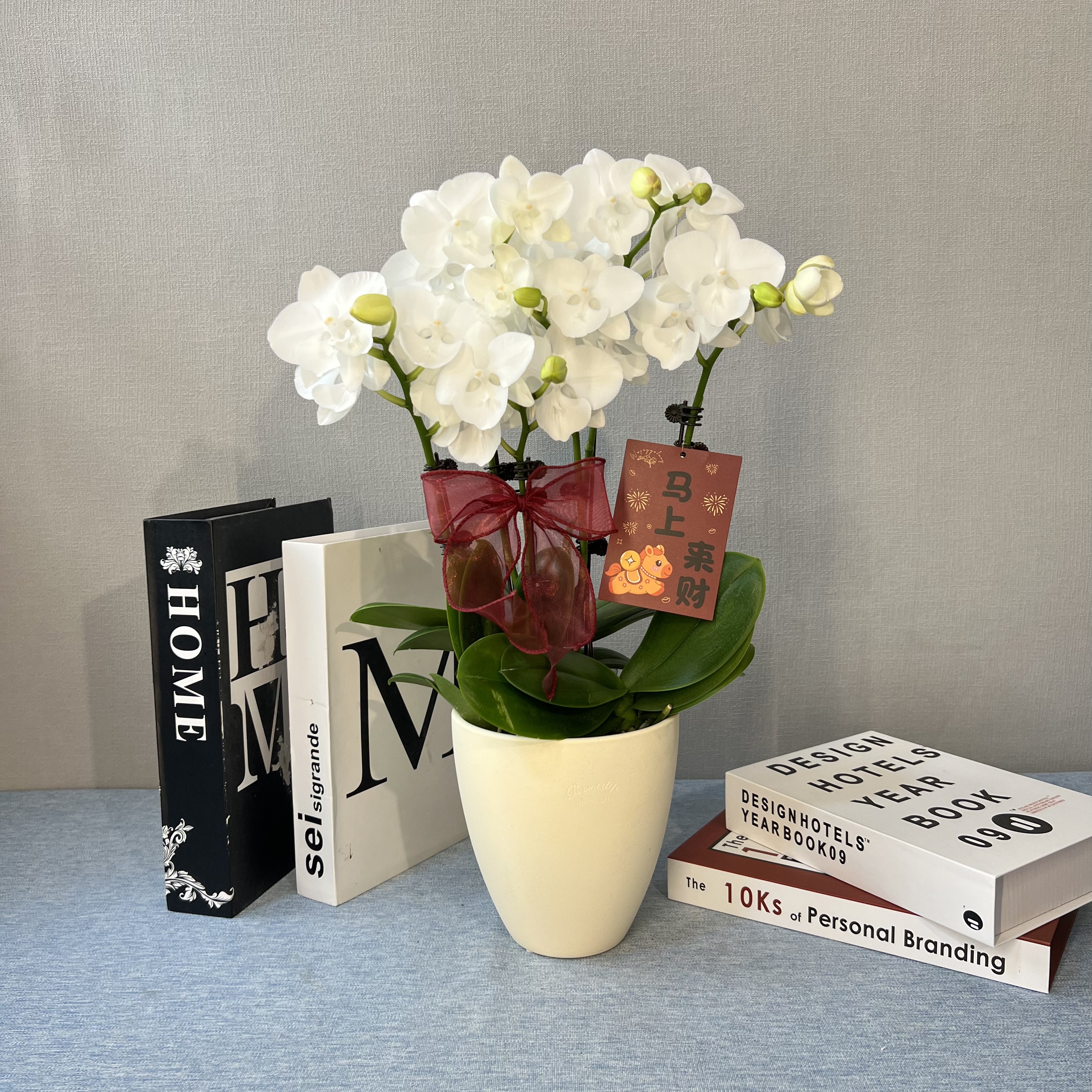 [白天鹅]经典品种纯白大花舌耐看蝴蝶兰 长花期好养耐养 基地直发