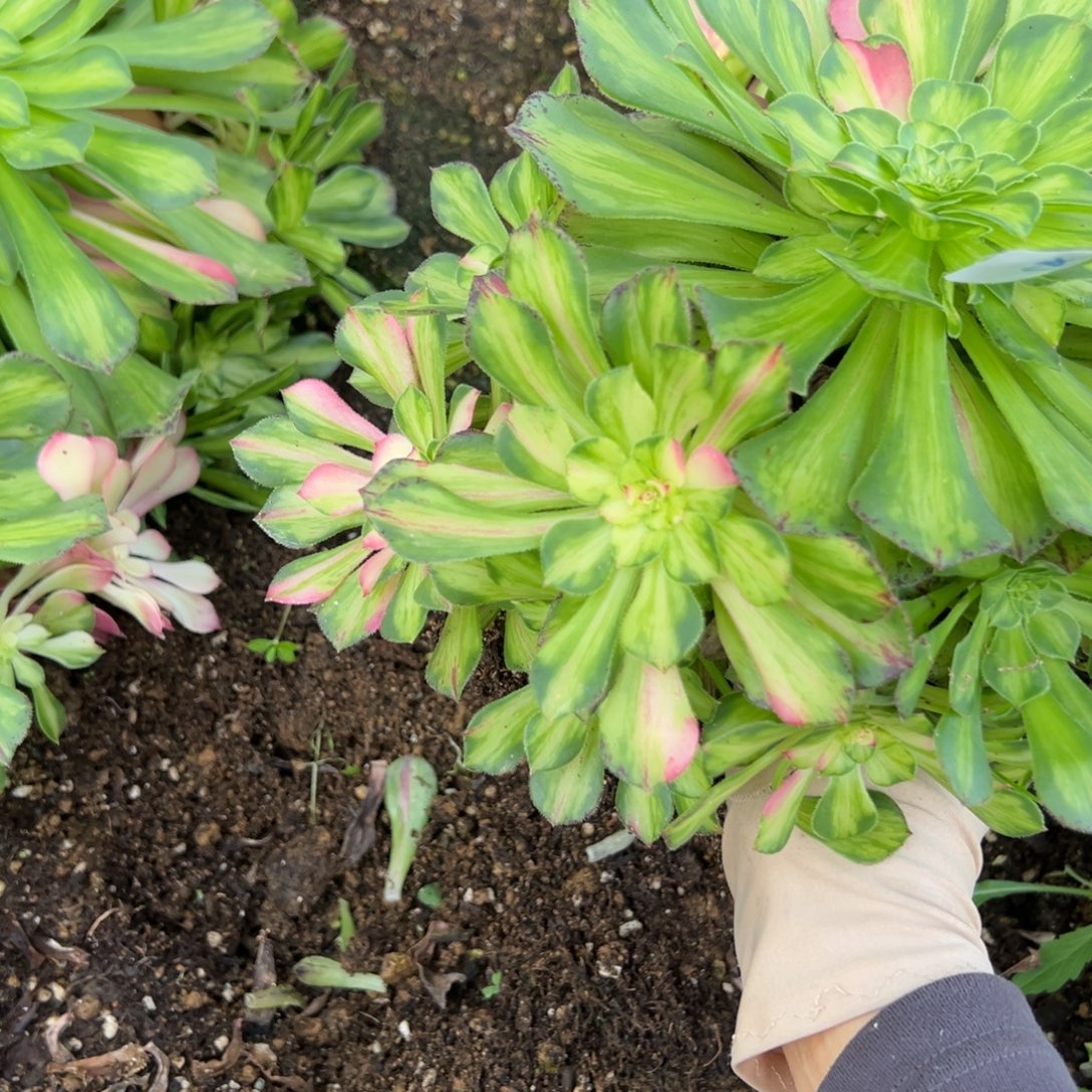 124知否多肉植物一