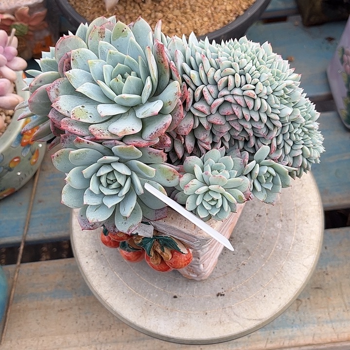 小***狸多肉植物一物一拍