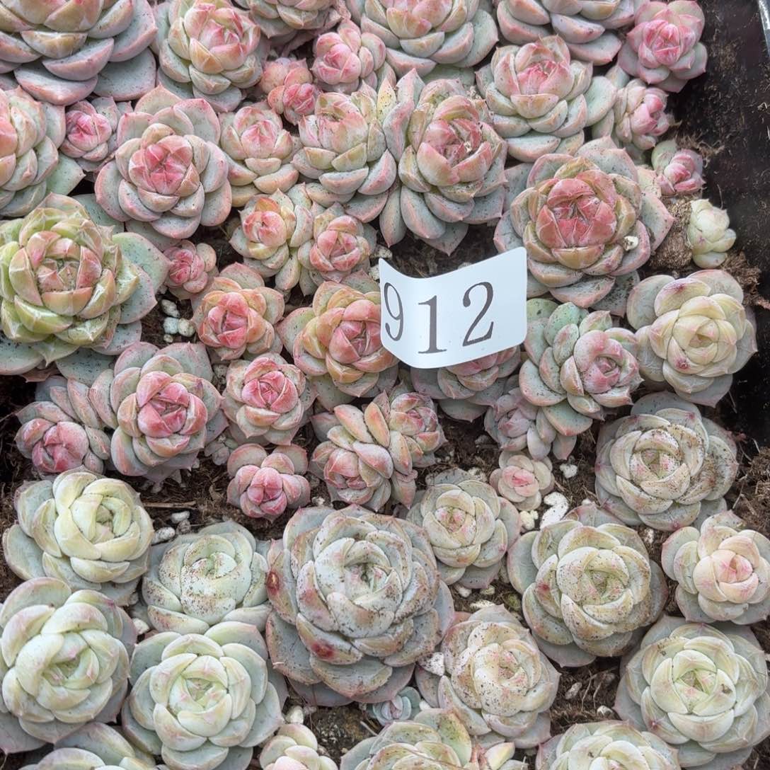 指***凉多肉植物多肉植物912