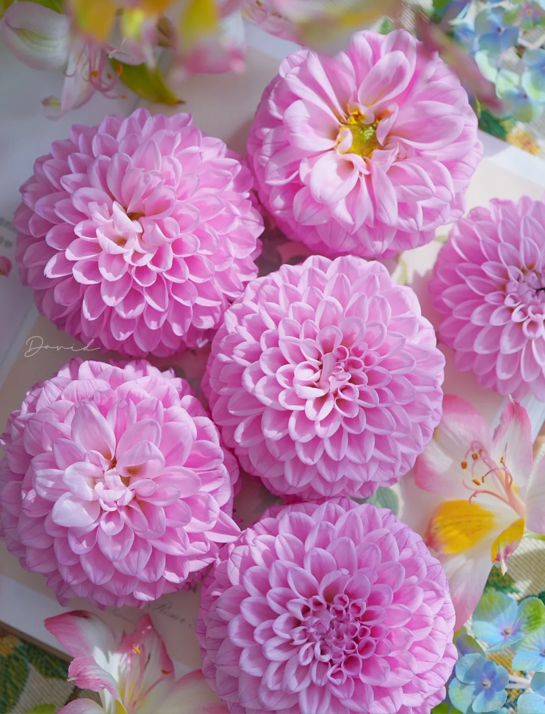 （蜜璃）进口大丽花种球