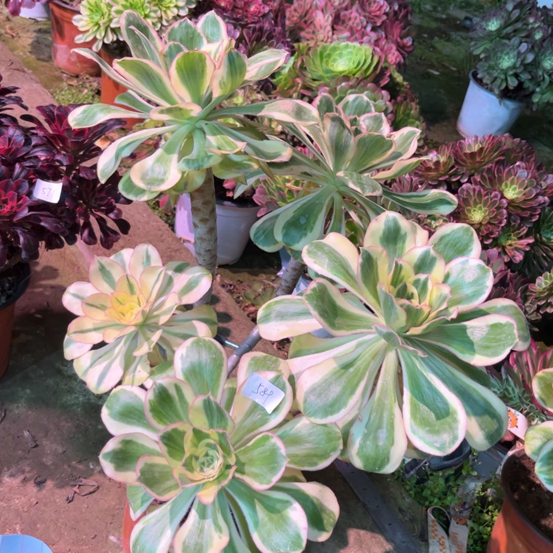 多肉植物燕姿589