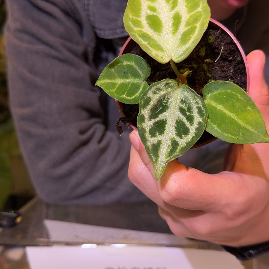 完全开放F323 银虎杂白月光