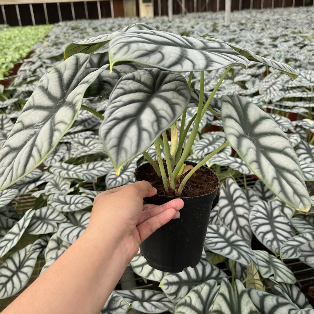 白犀牛海芋ins水土培天鹅绒竹芋盆栽室内办公室耐阴北欧好养植物