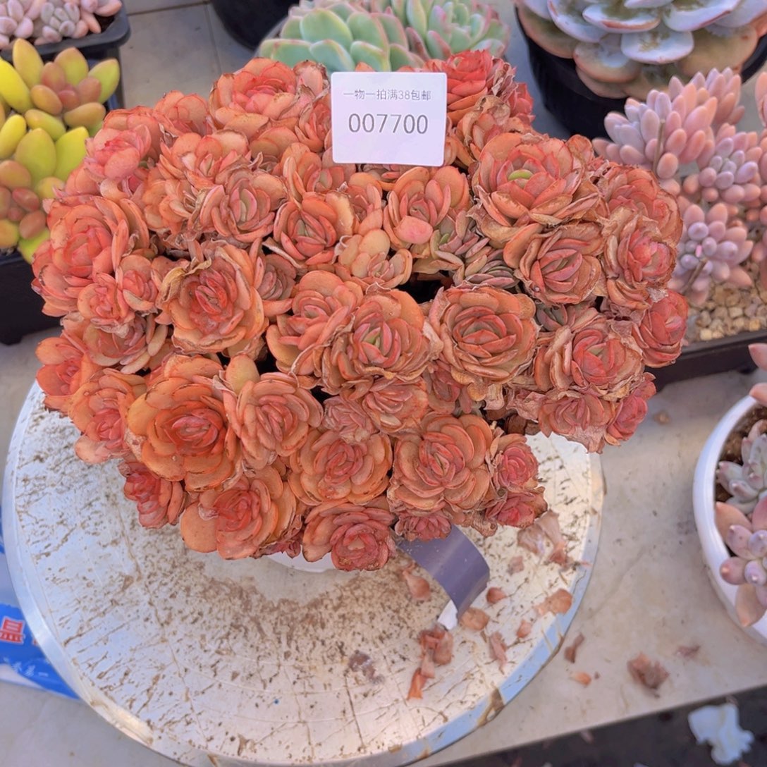 晴***季多肉一物一拍7700