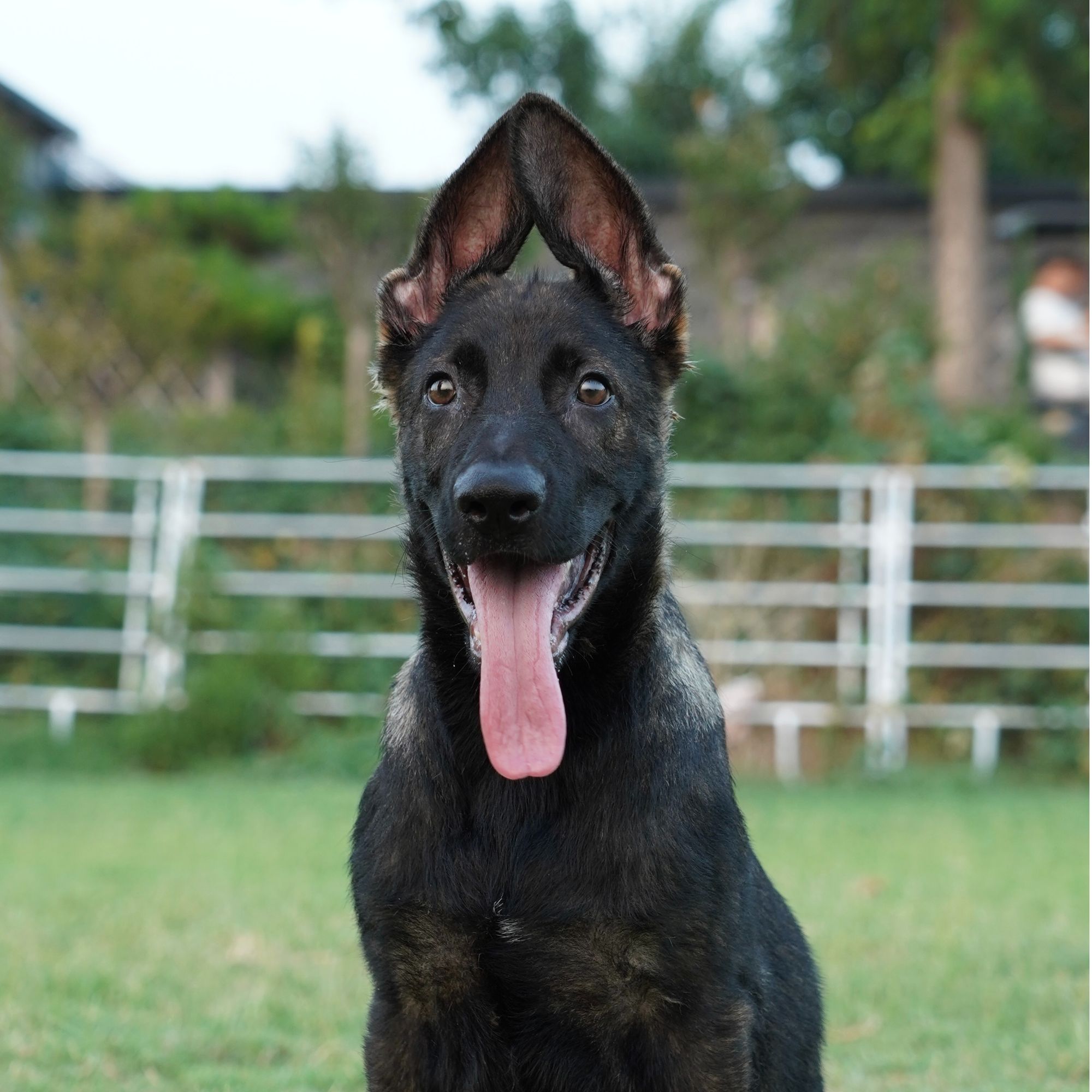 马克斯与墨丽 狼灰小公 三个月