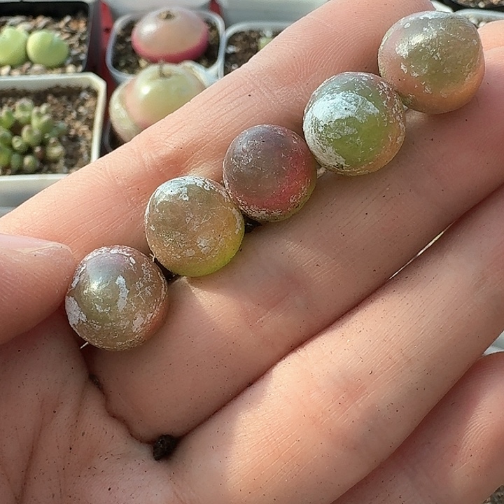 老马生石花灯泡1009