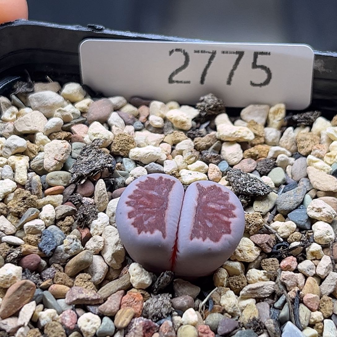 一物一拍紫菊2775