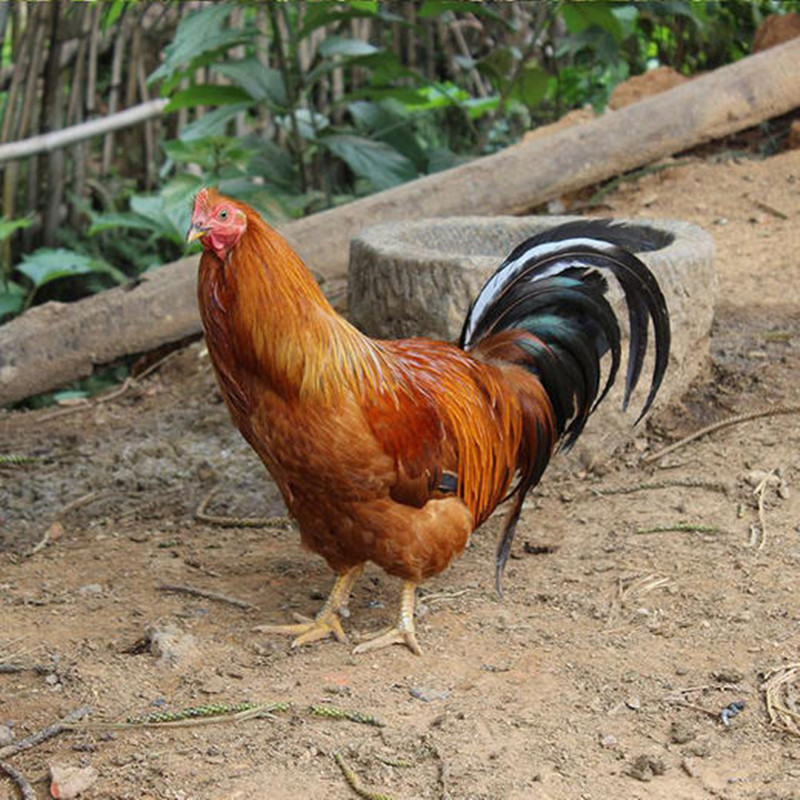 信宜钱排大扇鸡白切鸡生鲜鸡冰鲜鸡
