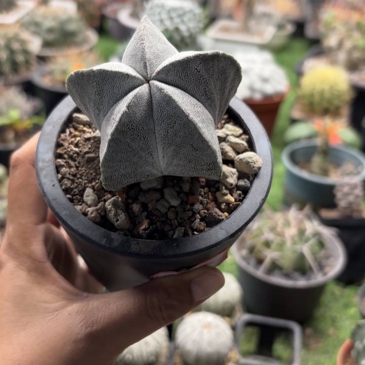 实生恩种带盆发货