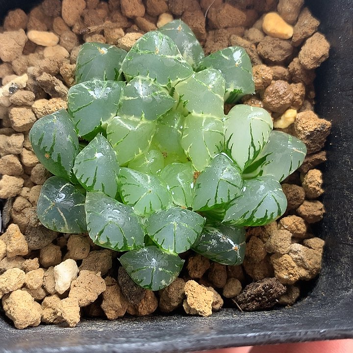 霓虹灯一物一拍带盆