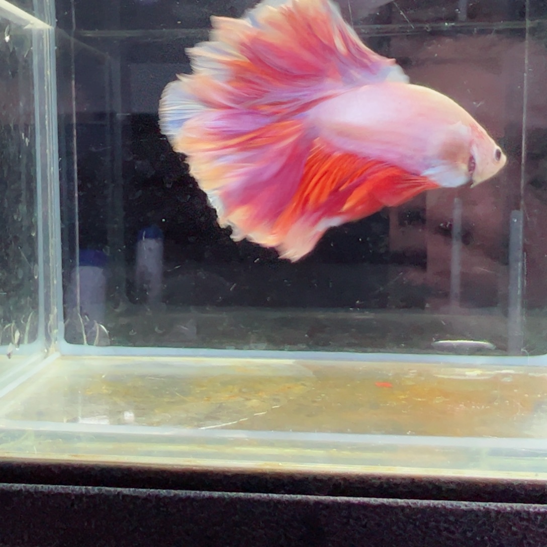 斗鱼浅色特殊尾hhhh