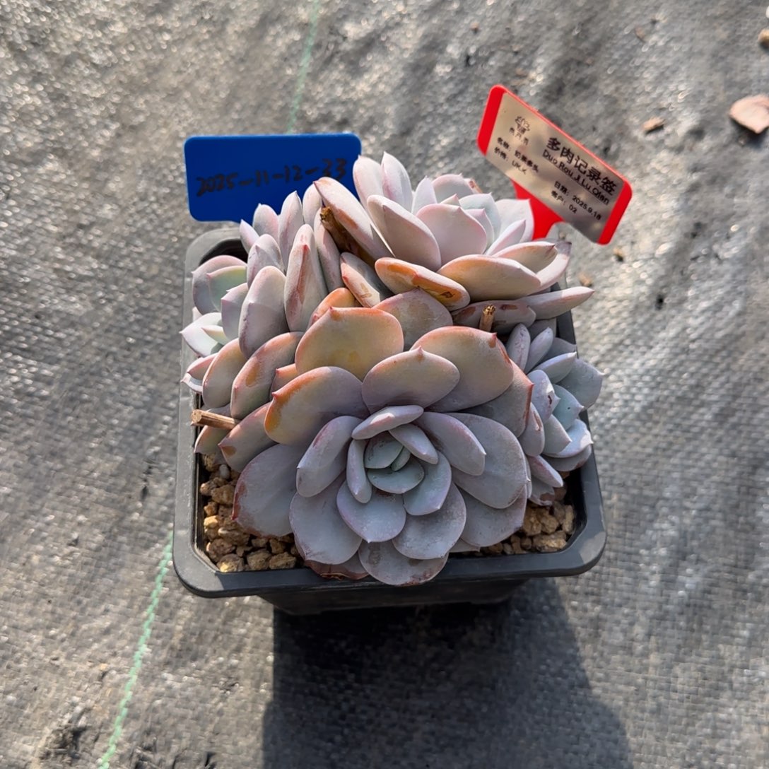 一物一拍奶茶群12-33