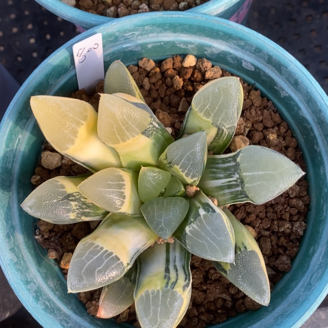 一颗实生大克锦    