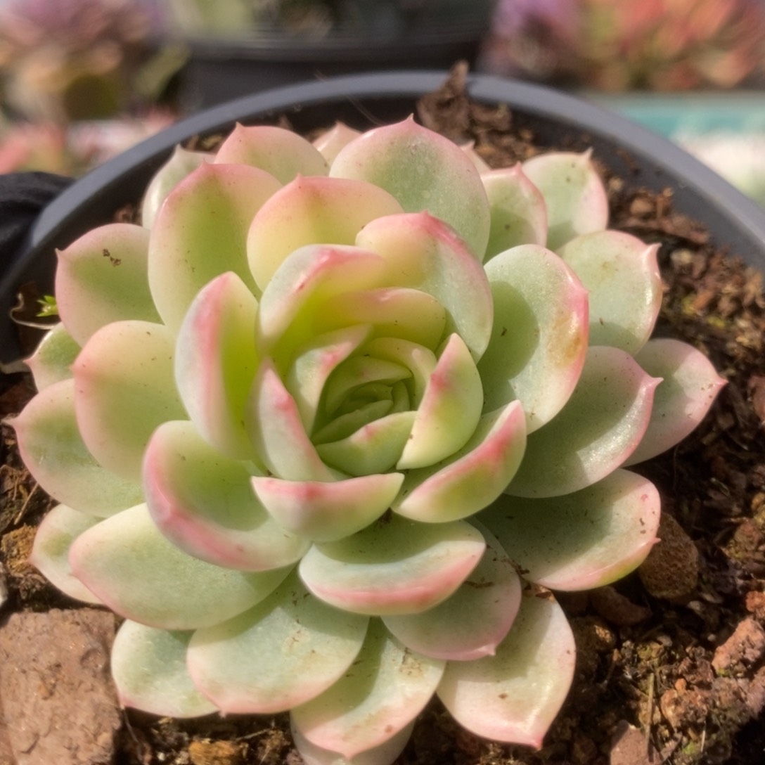 213茉莉花锦锦锦锦锦锦