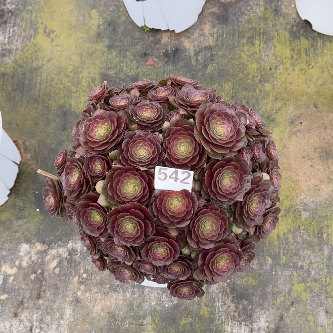 佳*254！抹茶法师多肉植物