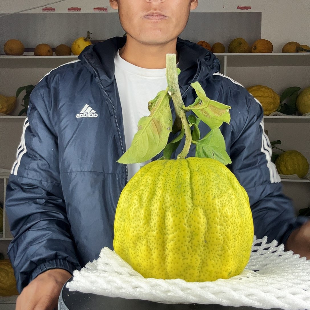 j***y香水柠檬云南高山大香橼