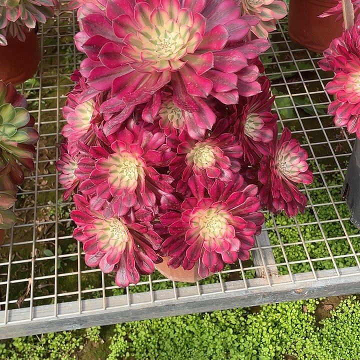 多肉法师法师多肉641