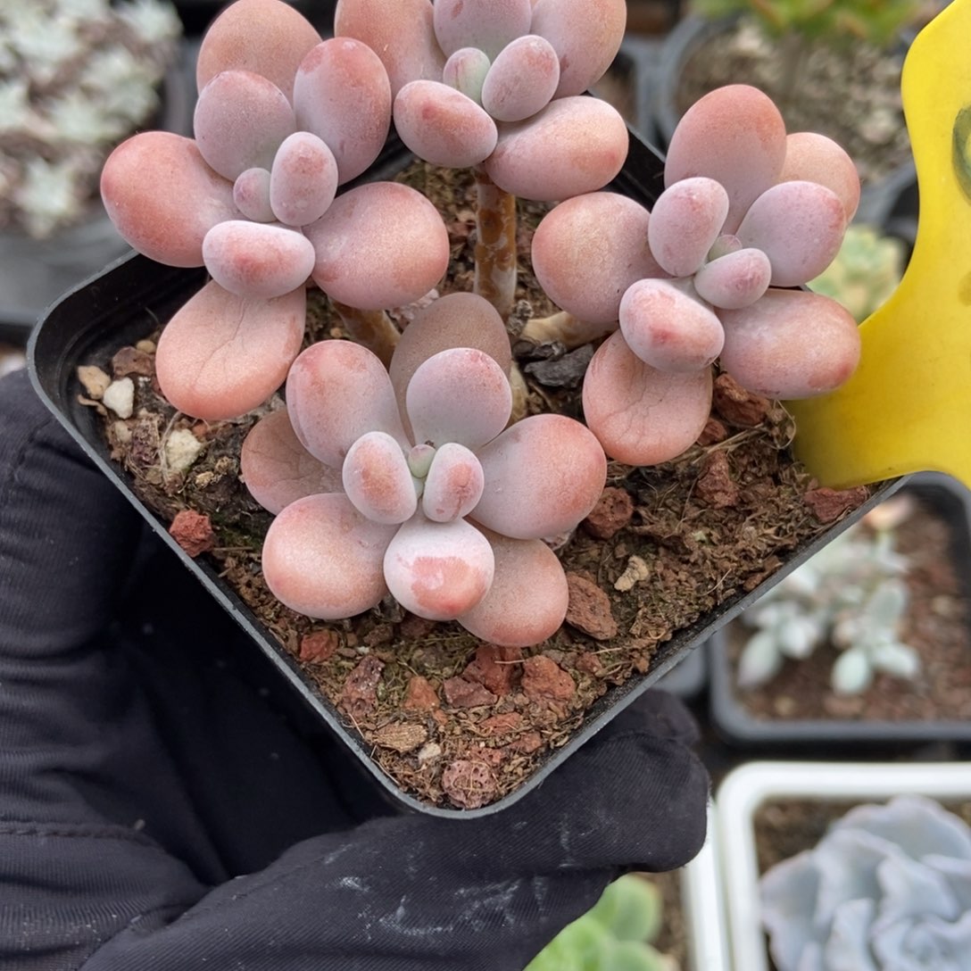 6119桃蛋多肉植物保护