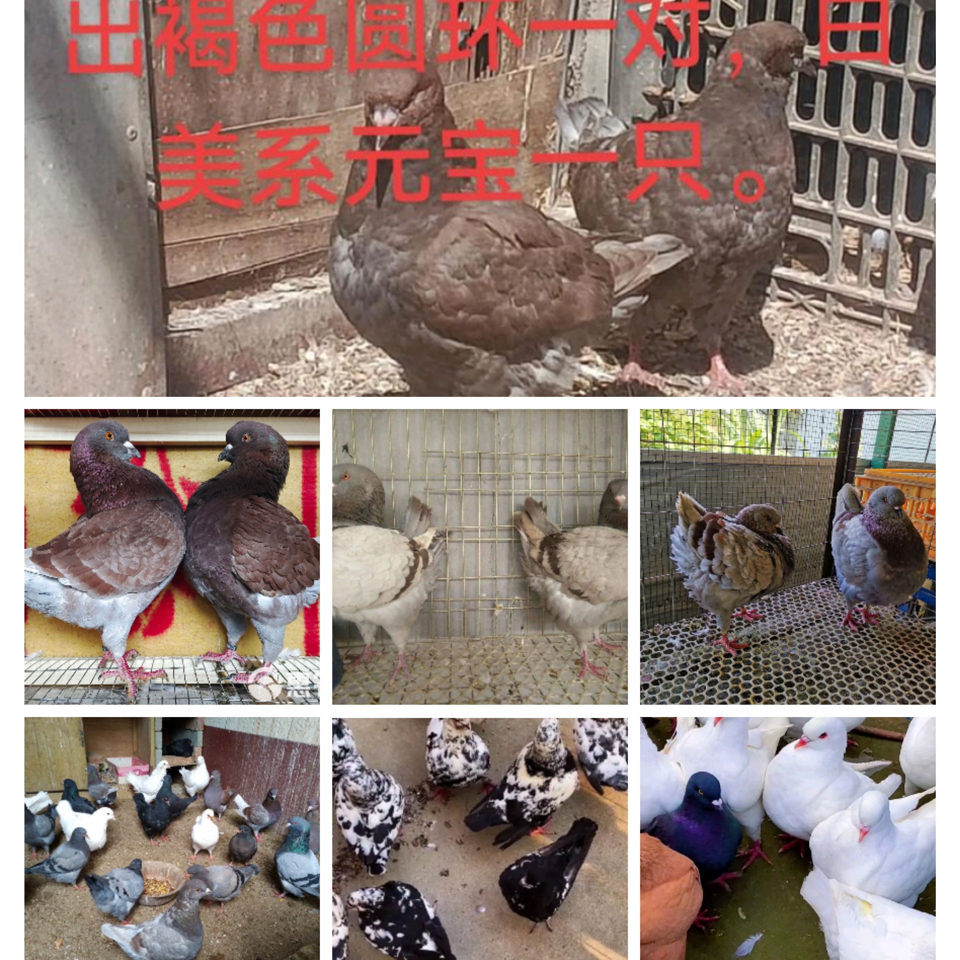 元宝圆环大体国系元宝青年种鸽直播间一物一拍