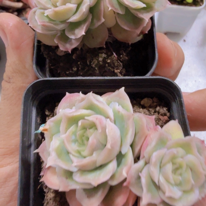 水晶虾饺双头王炸一颗
