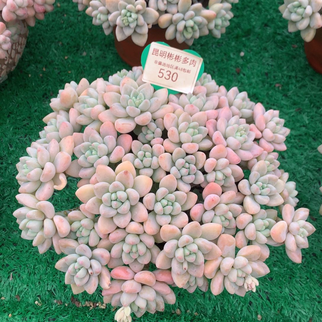 蛋糕奶酪老桩无砍平头530