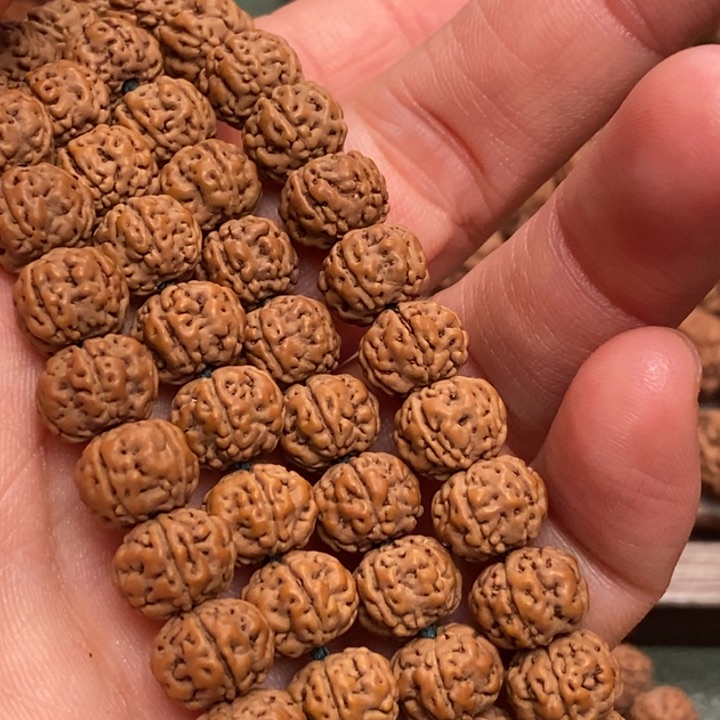 菩提橘*纯血老树王