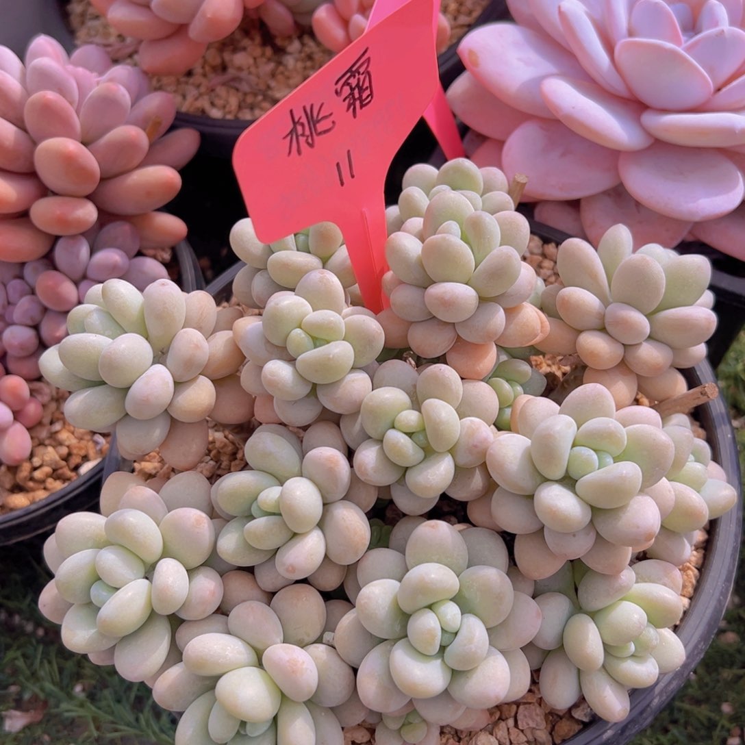 香玉的故事是一个人的故事吗