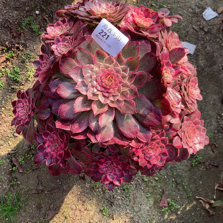 221莲花座多肉植物