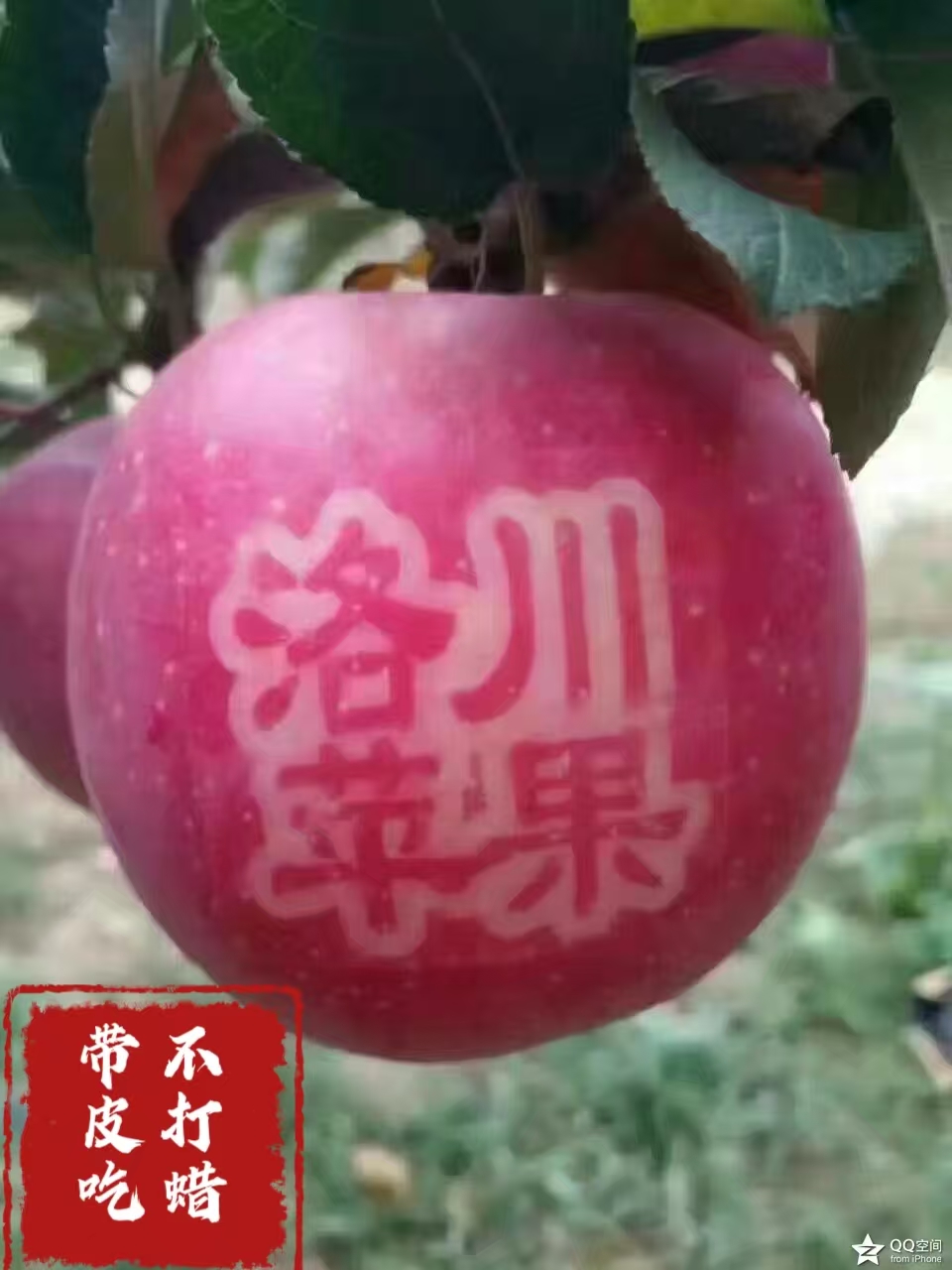 正宗陕北洛川苹果红富士脆甜水果糖心苹果嘎嘣脆好吃