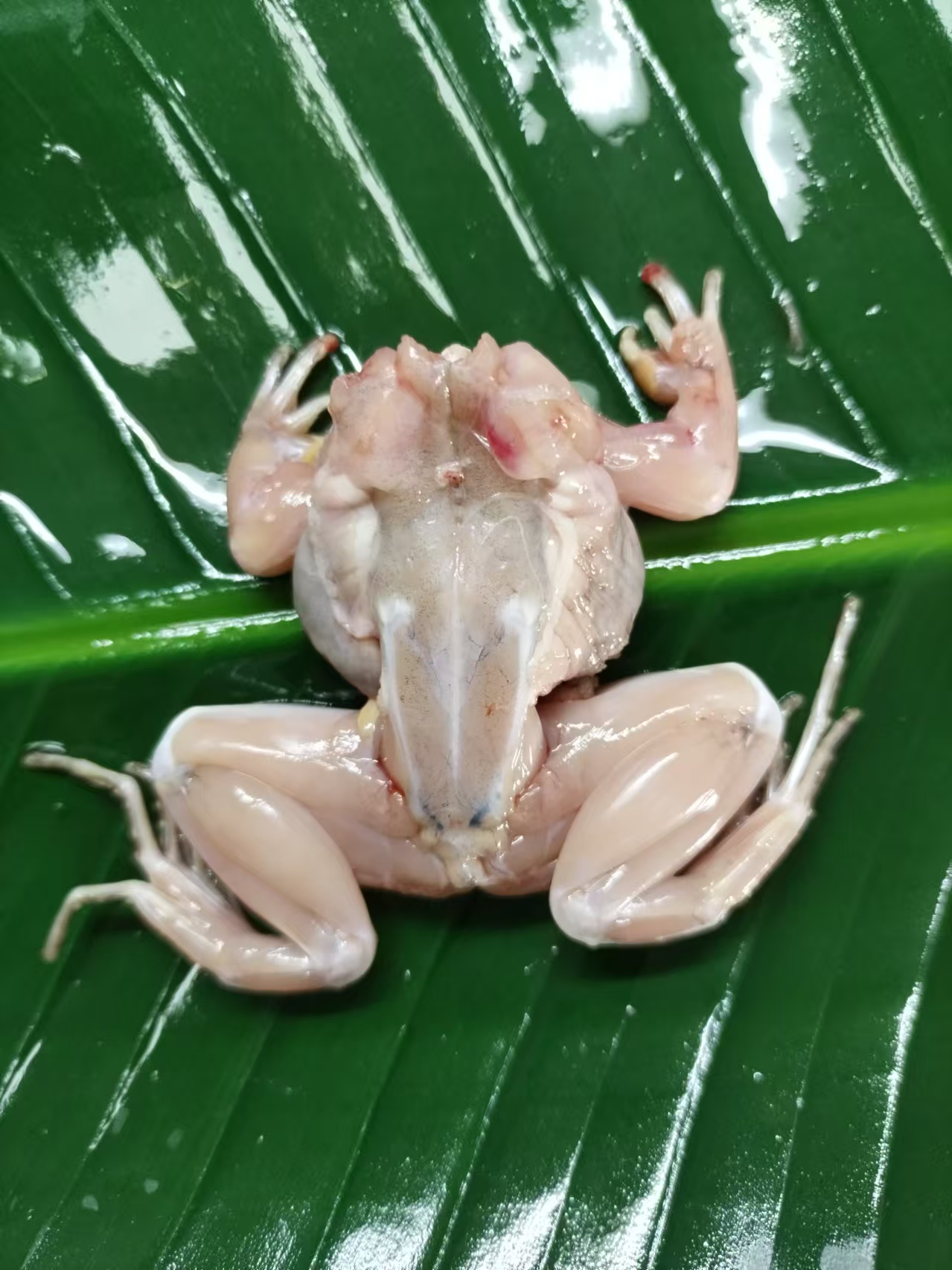 空运青蛙纯肉稻田生态散养青蛙田鸡活蛙现杀