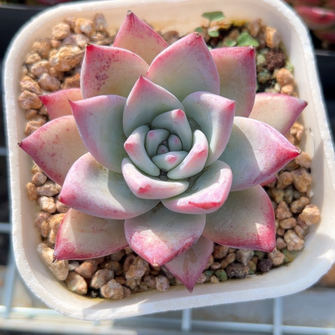 野卡（满38包邮）多肉